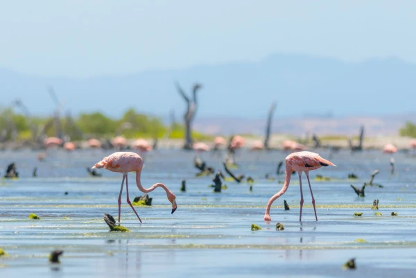Impressionsfoto für Mietwagenreise - von Canaima bis zur Isla Margarita