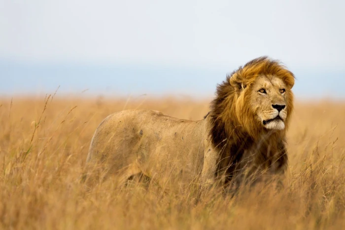 Foto aus Afrika: Afrika Löwe