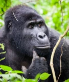 Urlaubsregion Ruanda