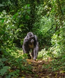 Uganda Reise