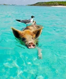 Bahamas - schwimmende Schweine