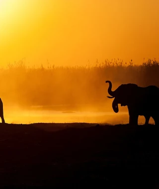 Reisebild - Elefanten Chobe