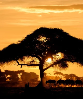 Reisebild - Amboseli Nationalpark im Sonnenuntergang