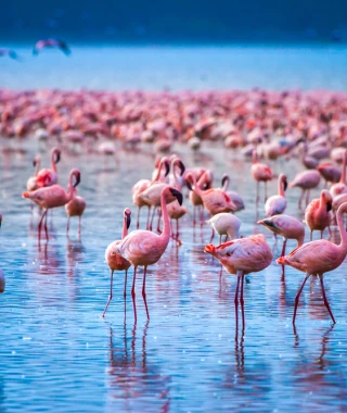 Reisebild - Kenia Reise: Privatreise - Safari und Strand in Kenia