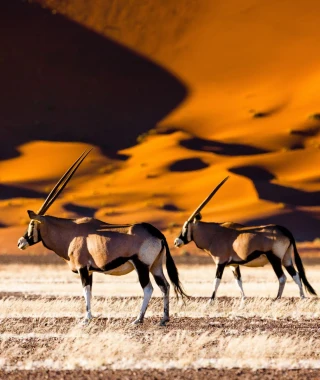 Reisebild - Dünen Sossusvlei