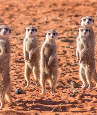 Reisebild - Erdmännchen- Familie