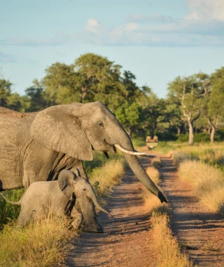 Reisebild - Elefanten im South Luangwa Nationalpark
