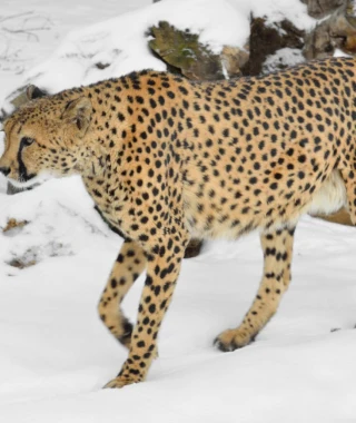 Reisebild - Gepard im Schnee