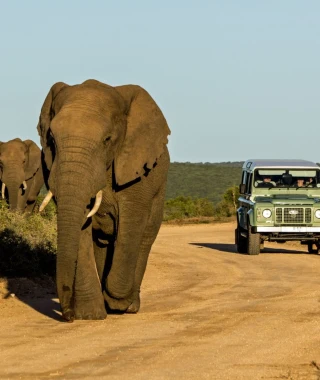 Reisebild - Südafrika Safaritour