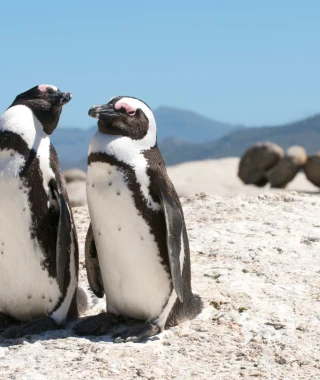 Reisebild - Südafrika Reise: Privatreise - Land, Kultur & Menschen 