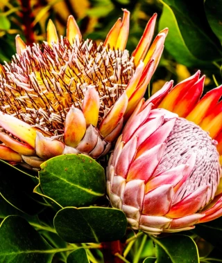 Reisebild - Protea