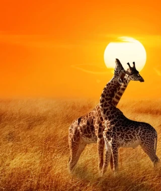 Reisebild - Afrika Reise Safari
