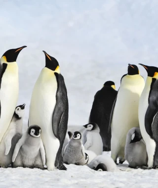 Reisebild - Antarktis-pinguine