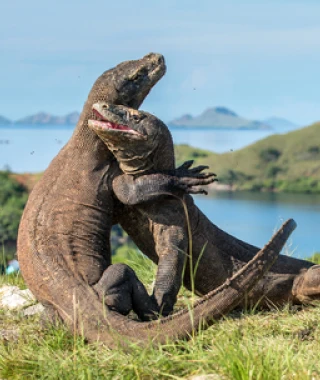 Reisebild -  Reise Indonesien: Komodowarane im Komodo Nationalpark