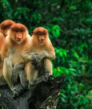 Reisebild - Malaysia Reise: Borneo