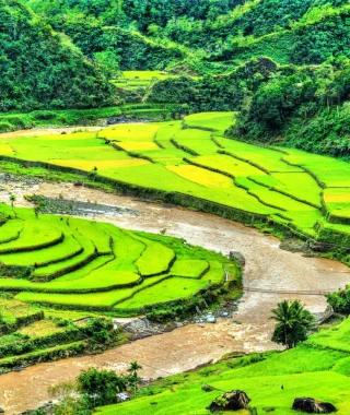 Reisebild - Reisterrassen auf Luzon
