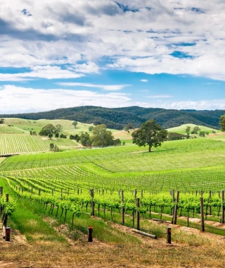Reisebild - Australien Reise - Barossa Valley