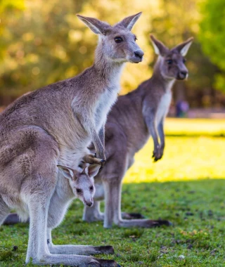 Reisebild - Australien Reise - Kängurus