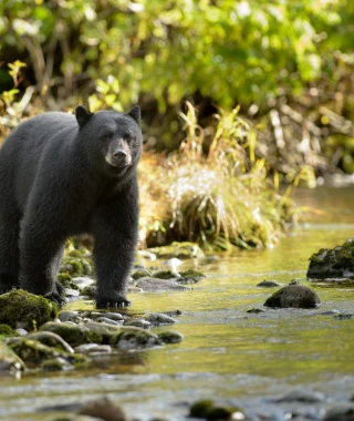 Reisebild - Kanada Reise: Tierbeobachtung Kanada