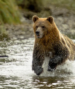 Reisebild - Kanada Reise: Bär