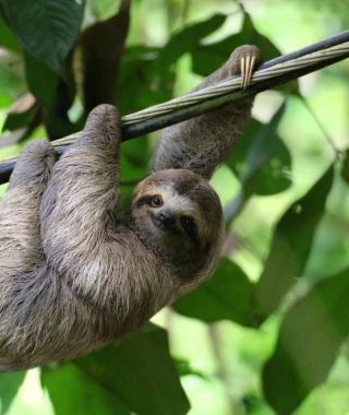 Reisebild - Costa Rica Rundreise Faultier
