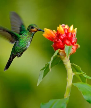 Reisebild - Costa Rica Rundreise Vogelbeobachtung