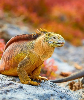 Reisebild - Ecuador Reise - Inselhüpfen auf den Galápagos Inseln