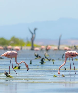Reisebild - Venezuela Reise: Flamingos