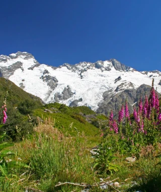 Reisebild - Neuseeland Reise - Mount Cook