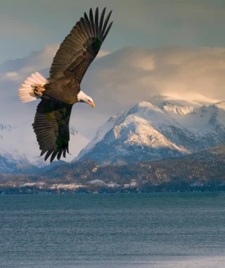 Reisebild - Alaska Reise: Weisskopfadler
