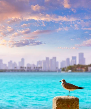 Reisebild - Florida  Reise - Miami Beach Skyline
