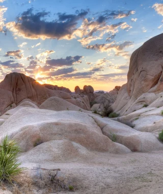 Reisebild - USA Reise Westen: Joshua Tree