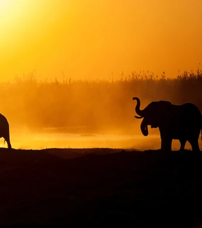 Elefanten Chobe Foto 1 Elefanten Chobe