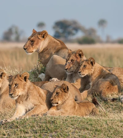 Löwen Botswana Foto 4 Löwen Botswana