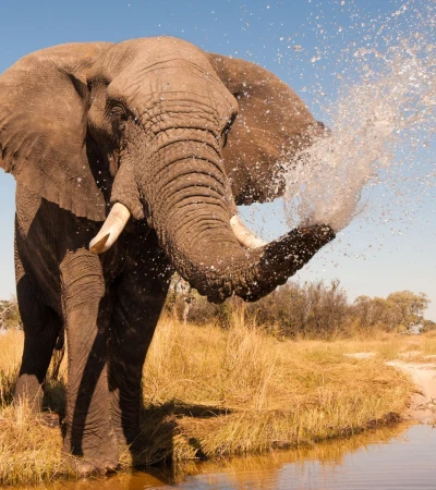 Elefant Foto 3 Elefant