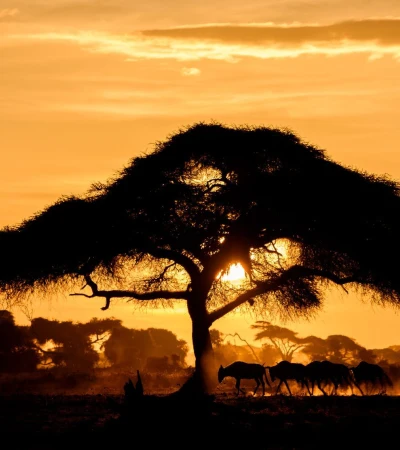 Amboseli Nationalpark im Sonnenuntergang Foto 1 Amboseli Nationalpark im Sonnenuntergang