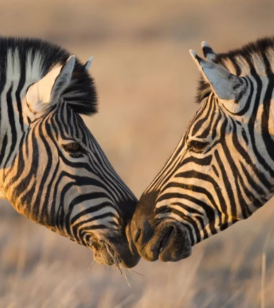 Reise Nambia Zebras Foto 1 Reise Nambia Zebras