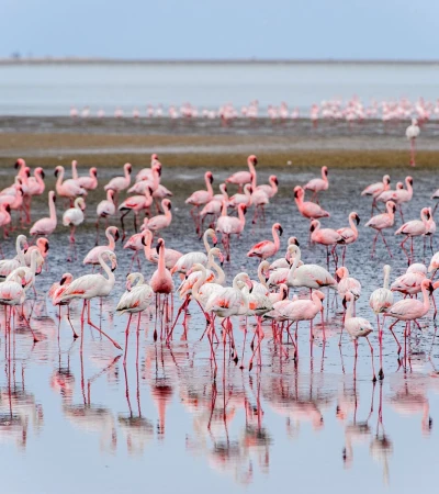 Namibia Flamingos Foto 3 Namibia Flamingos