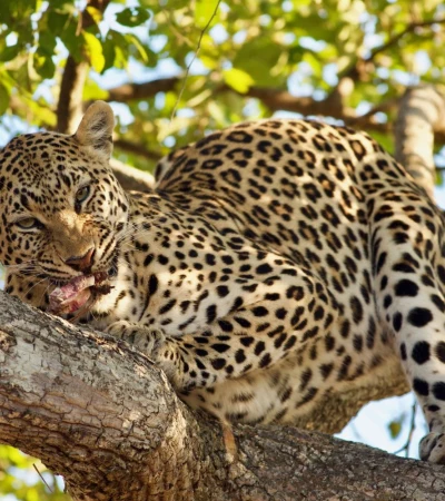 Grüne Pfade: Nachhaltige Safari in Malawi und Sambia 1 Foto 1 für Grüne Pfade: Nachhaltige Safari in Malawi und Sambia