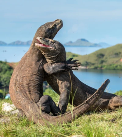 Reise Indonesien: Komodowarane im Komodo Nationalpark Foto 4 Reise Indonesien: Komodowarane im Komodo Nationalpark