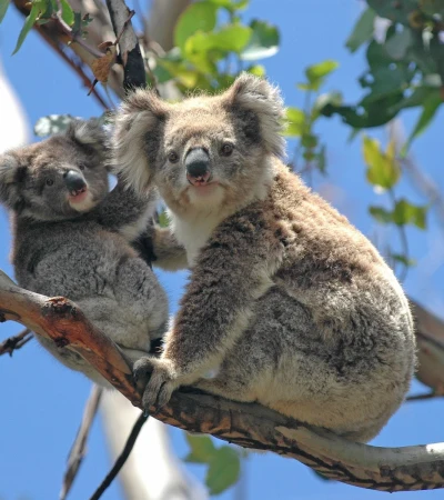 Australien Reise - Koalabären Foto 2 Australien Reise - Koalabären