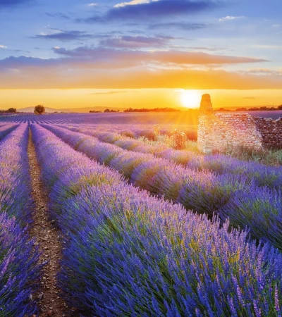 provence Foto 1 provence