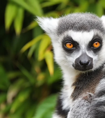 Lemur Foto 3 Lemur