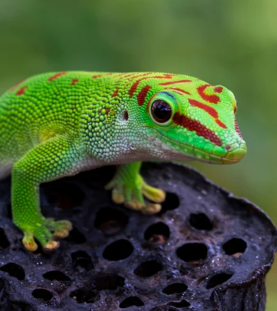 Gecko Foto 4 Gecko