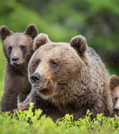 Kanada Reise: Grizzly Bären Foto 1 Kanada Reise: Grizzly Bären