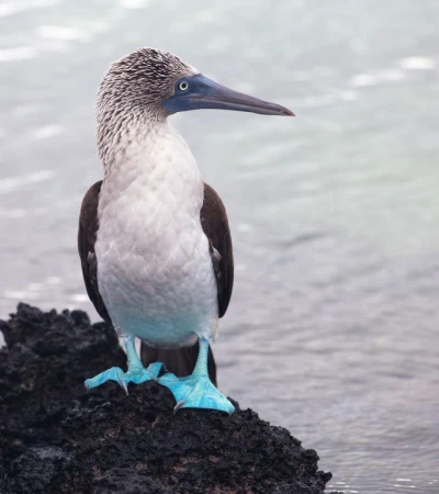 Foto 1 Galapagos Inseln