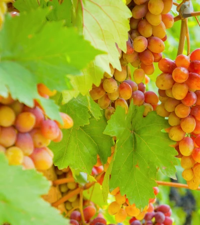Foto 2 Armenien Reise - Wein