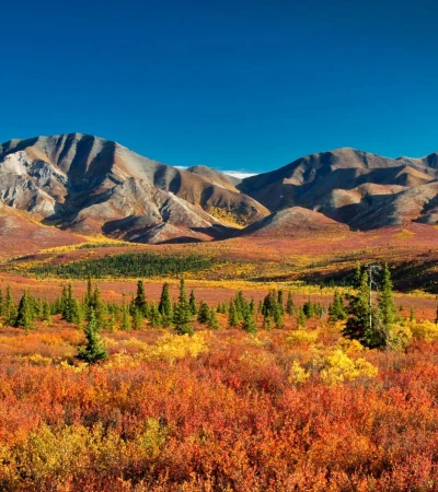 Alaska Reise: Denali Nationalpark Foto 4 Alaska Reise: Denali Nationalpark