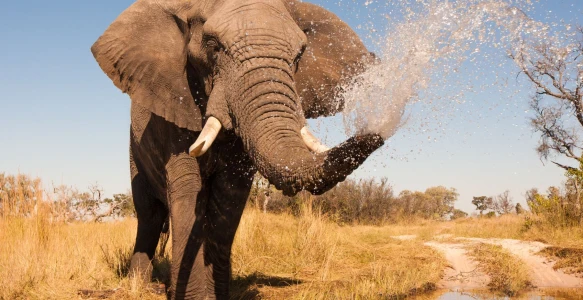 Elefant Reisebild - Elefant