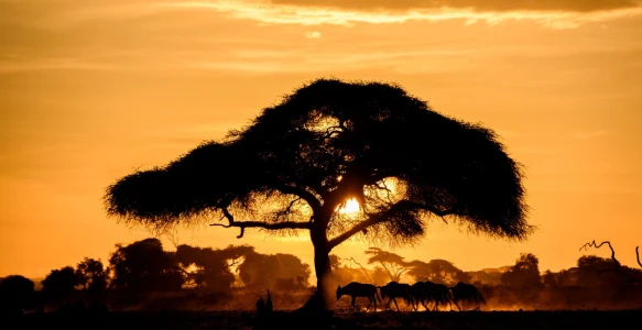 Reisebild - Amboseli Nationalpark im Sonnenuntergang